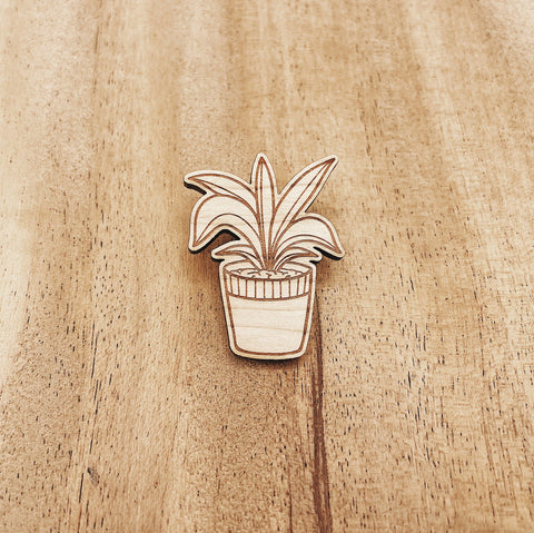 The Wooden Pin Pleomele Plant Wooden Pin
