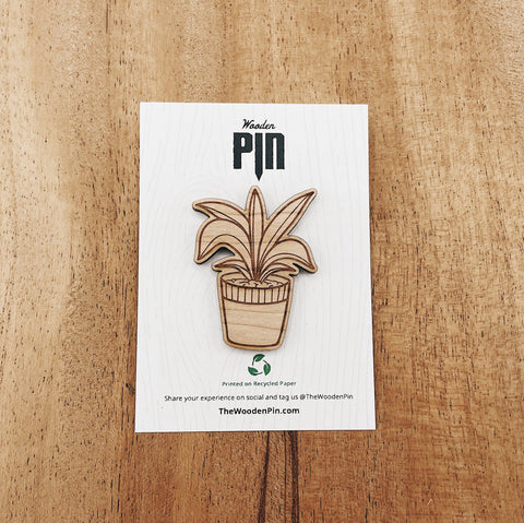 The Wooden Pin Pleomele Plant Wooden Pin